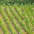 More Moselle Valley vineyards