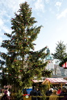 Leipzig Marktplatz Christmas Tree