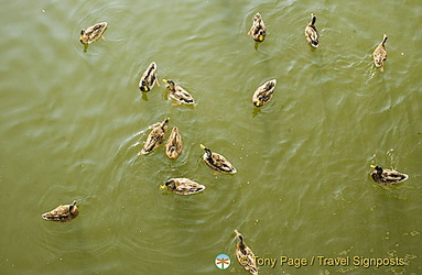 Ducks swimming near our river boat