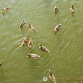 Ducks swimming near our river boat