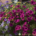 Colorful petunias provide added beauty to the town
