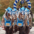 The Hofbrau dray was one of the most attractive