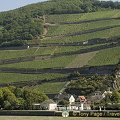 Rhine Valley Vineyards