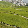 [Rudesheim - Rhine River Cruise - Germany]