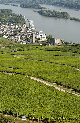 [Rudesheim - Rhine River Cruise - Germany]