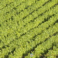 Vineyards of Rudesheim[Rudesheim - Rhine River Cruise - Germany]