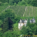 Beautiful vineyards of Traben-Trarbach