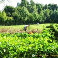 Folk park gardens