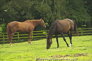 In 1945 the Irish National Stud Company was formed 