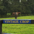 Vintage Crop and Danoli, two champion horses of The National Stud 