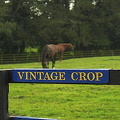 Vintage Crop won the Melbourne Cup in 1993