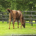 Even if you are not interested in horsebreeding, a tour of The National Stud is well worth doing 