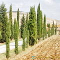 Path to Bagno Vignoni thermal bath