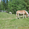 Some ponies at Passo Giau