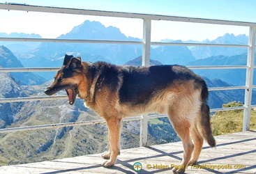 Even dogs love the view from the Rifugio Lagazuoi