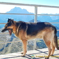 Even dogs love the view from the Rifugio Lagazuoi