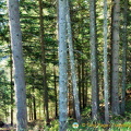Fir trees along the Passo Valparola