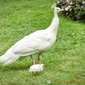 A peahen with her little chick