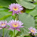 Isola Bella Garden water lilies