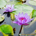 Isola Bella Garden water lilies