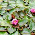 Isola Bella Garden water lilies
