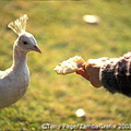 Feeding the peacock at Isola Madre