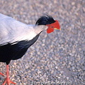 Birds of Isola Madre 