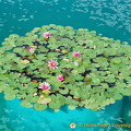 Cassino Memorial lotus plants