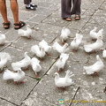 The very tame fantail doves are a part of the monastery