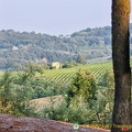 Hills around Montepulciano