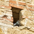 A pigeonhole