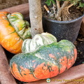 Giant pumpkins