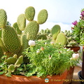 Healthy-looking cactus plants