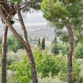 Trees in the Val d'Orcia