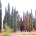Typically Tuscan cypress trees