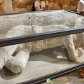 One of the many Pompeii victims