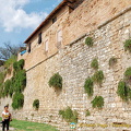 San Gimignano city wall, with caper plants, at Porta San Giovanni