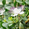Beautiful caper flowers