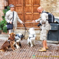 Meeting of the dogs in San Gimignano