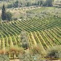 Some San Gimignano vineyards