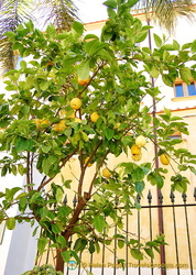 A lemon tree at the Hotel La Favorita