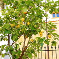 A lemon tree at the Hotel La Favorita