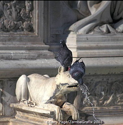 Pigeons drinking from the water spouting out of the dog's mouth at the fountain in the Piazza del Campo