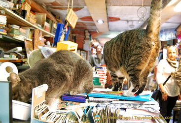 Book-loving cats at Libreria Aqua Alta