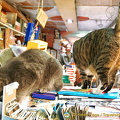 Book-loving cats at Libreria Aqua Alta
