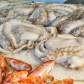 Octopus and redfish