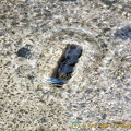 Water bubbling into Piazza San Marco