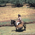 Ourika Valley and Berber Market