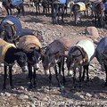 Ourika Valley and Berber Market