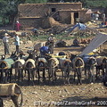 You've heard of carparks - this is a donkey park!